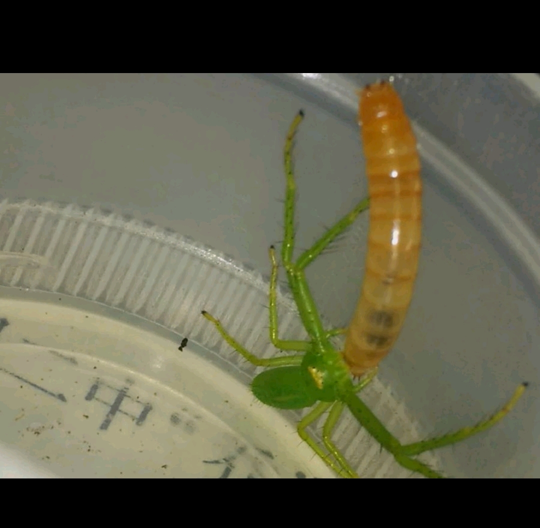 图为up两年前养的  雌性条纹绿蟹蛛(oxytate striatipes)