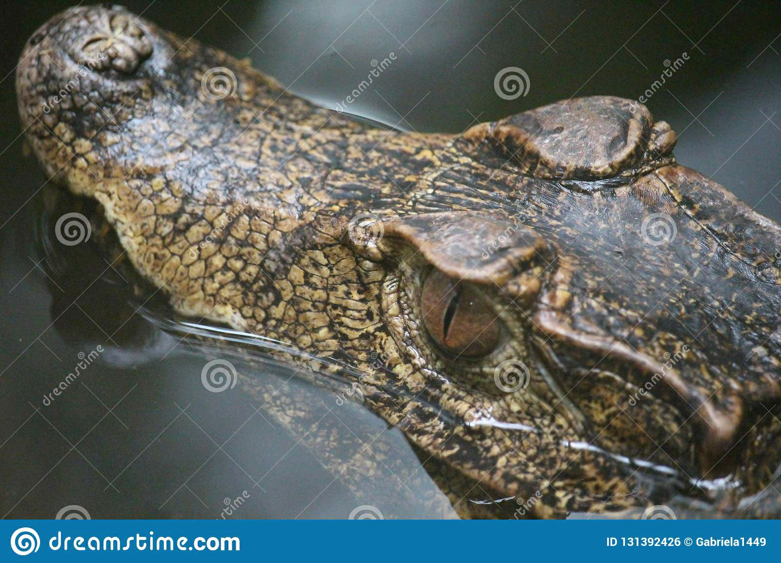 两种侏儒凯门鳄的区分附