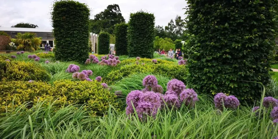 海妈植物推荐 常见的30种球根植物图鉴和种植方法 附开花图 哔哩哔哩