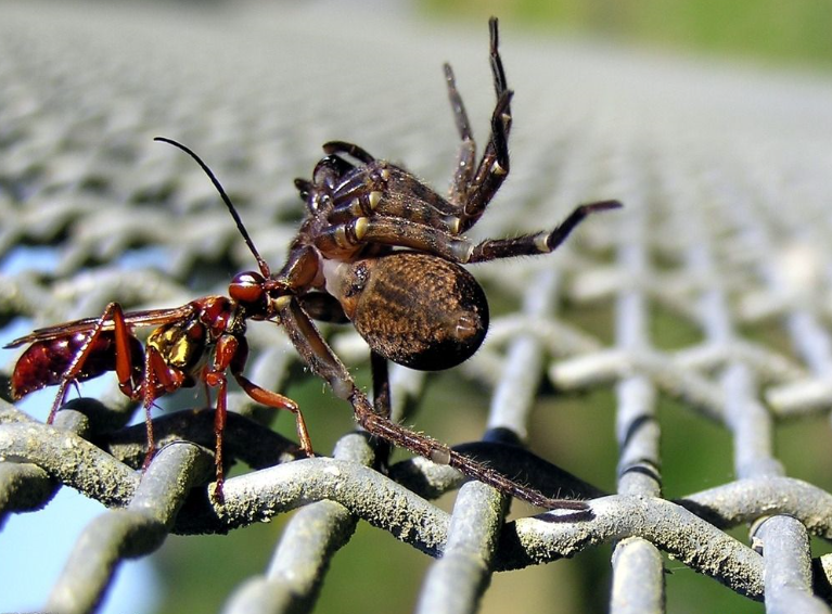 冷血杀手大黄蜂!蜘蛛再多腿也无法逃脱黄蜂的追杀!