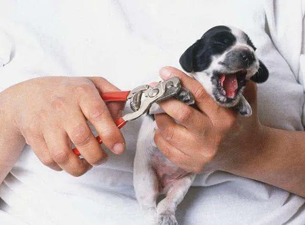 宠物犬脚毛过长不剃 危害居然这么大 狗狗的脚毛过长有什么危害 哔哩哔哩