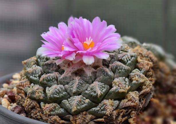 真实の多肉期15仙人掌们的照顾方式1