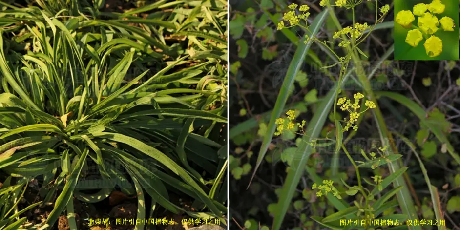 新型冠状病毒肺炎预防处方中的植物 哔哩哔哩