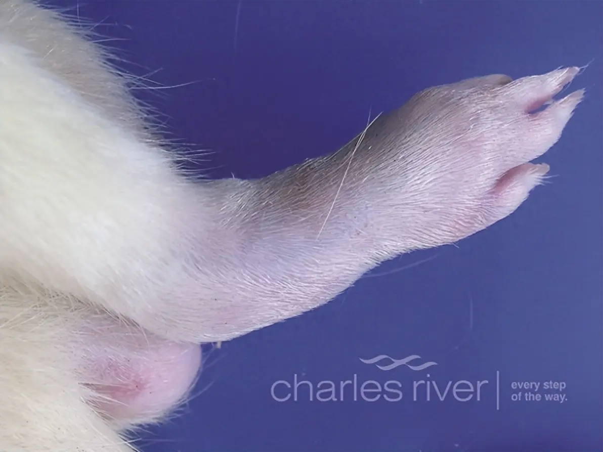 脚趾,关节和足底,养鼠专家要仔细