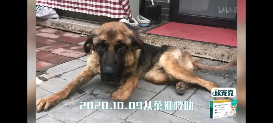 每一个生命都值得尊重 可以不爱 但请别伤害 哔哩哔哩