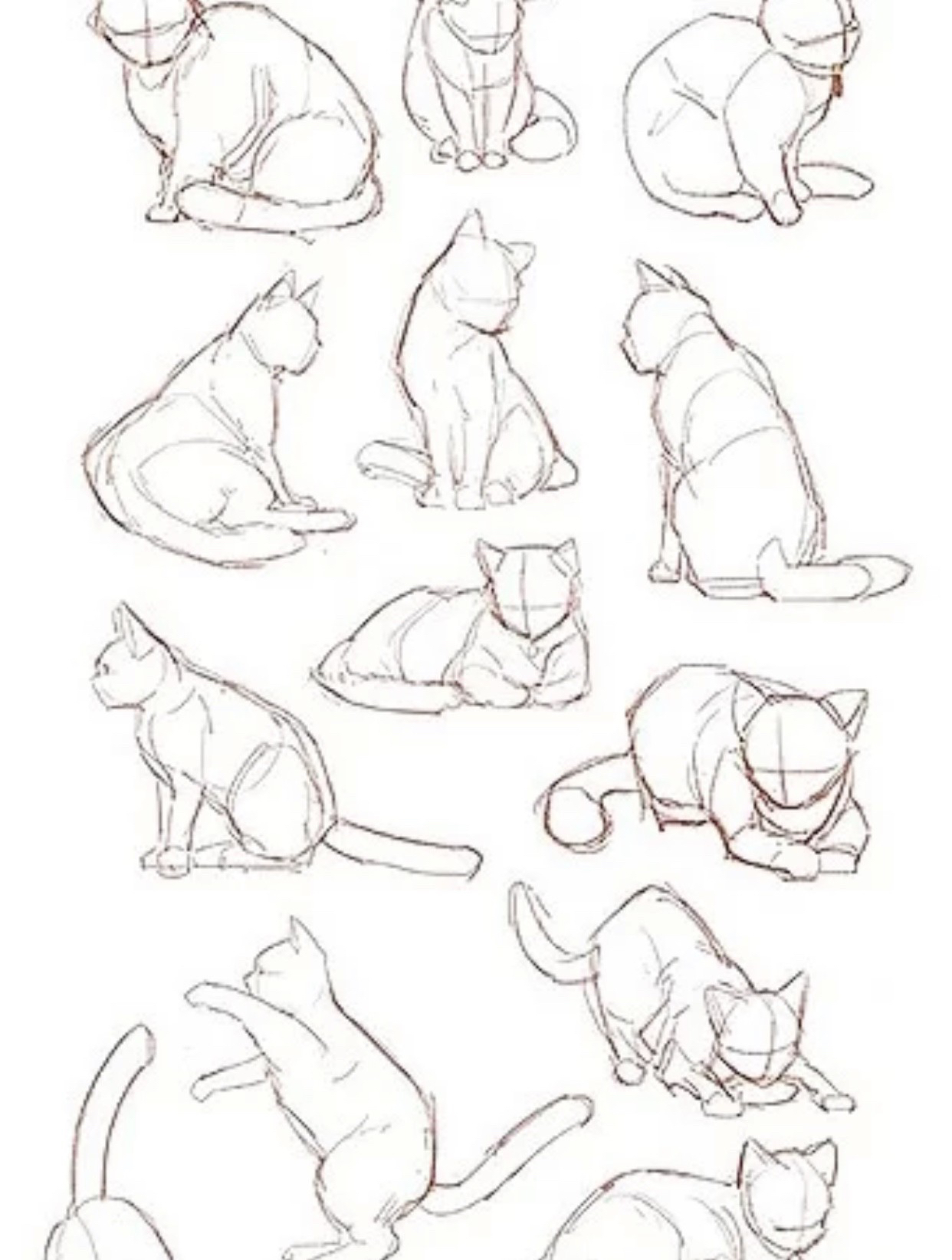 【板绘】猫咪各类姿势绘画教程