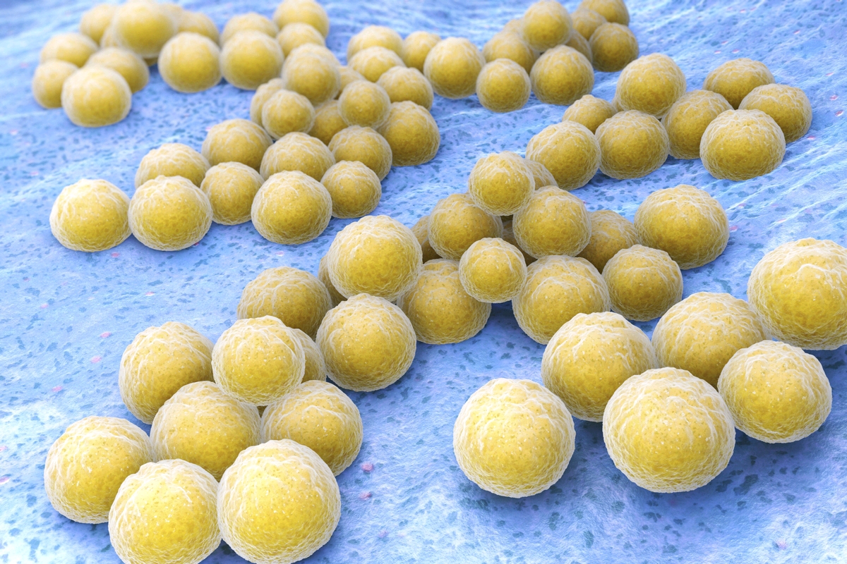 Ces dangereuses bactéries: le staphylocoque doré - Planete sante