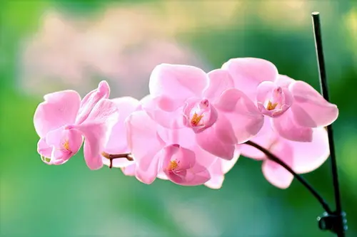 紫兰花的花语以及寓意 哔哩哔哩 紫兰花的花语以及寓意 哔哩哔哩