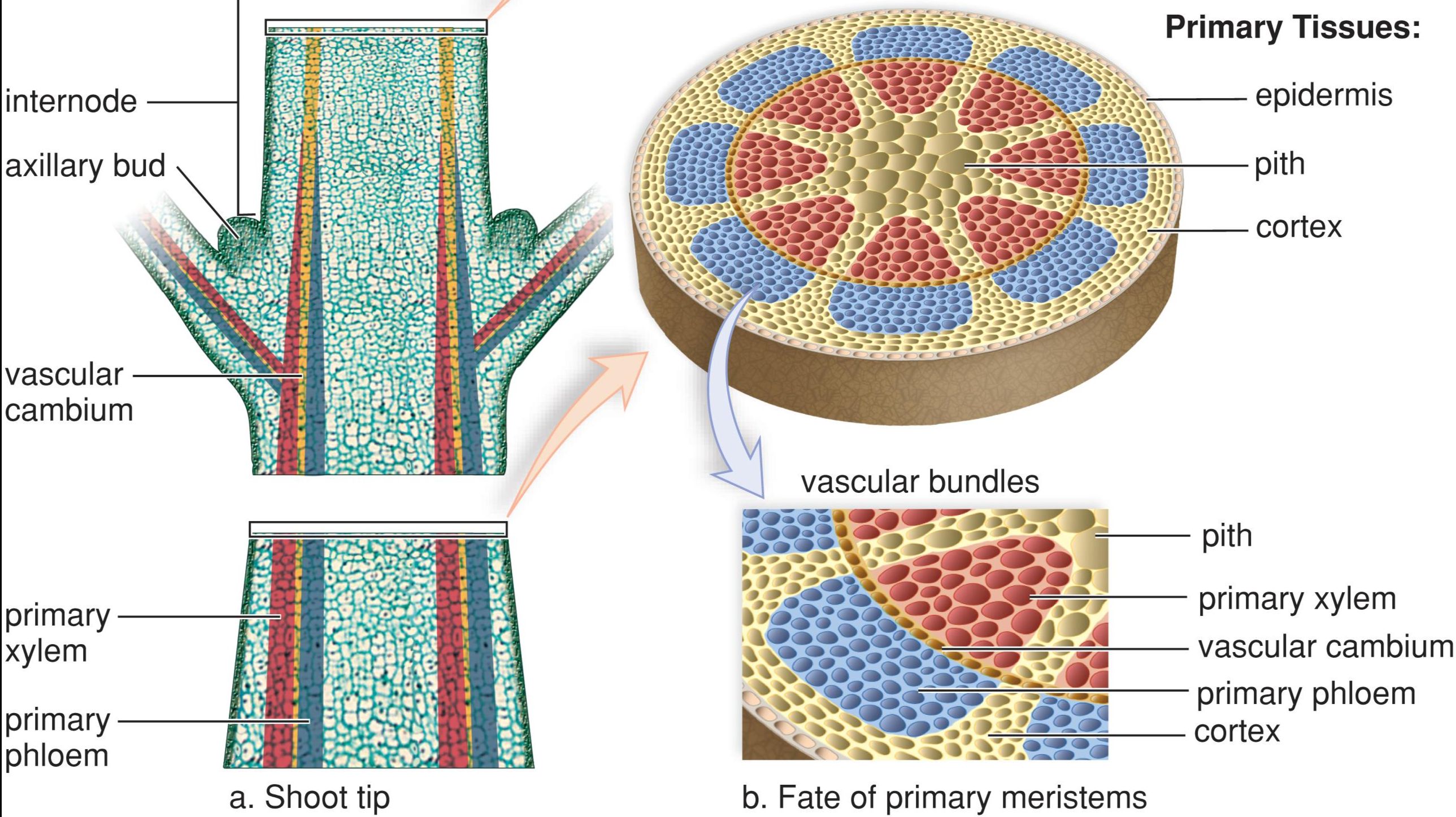 机体生物学 24 L16/17 Plant Body Plan and Meristem 笔记 哔哩哔哩