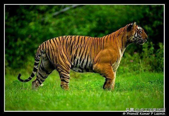 著名虎王拉贾一门三代雄虎以死斗和单杀的方式铸就了铁血家族