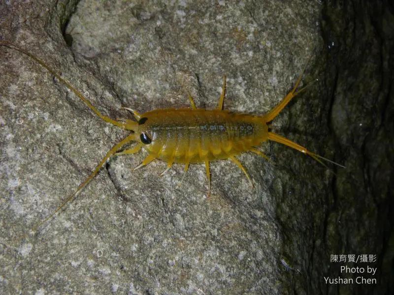 快过年了说一说我喜欢的节肢动物2甲壳亚门