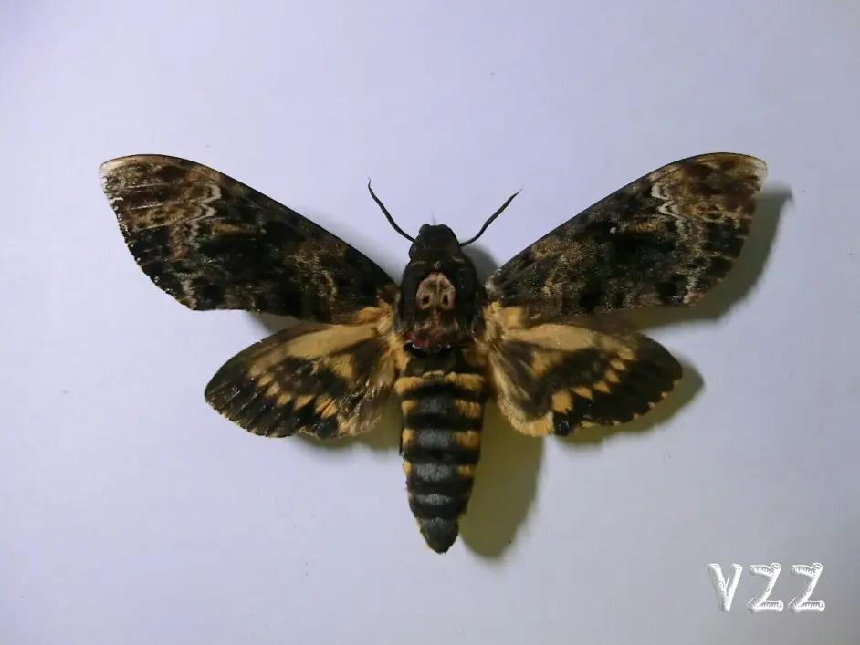 Vzz Acherontia Lachesis Fabricius 1798 鬼脸天蛾 哔哩哔哩
