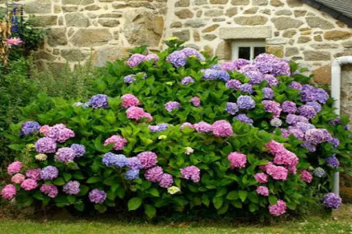 拥有了绣球 就拥有了姹紫嫣红 哔哩哔哩