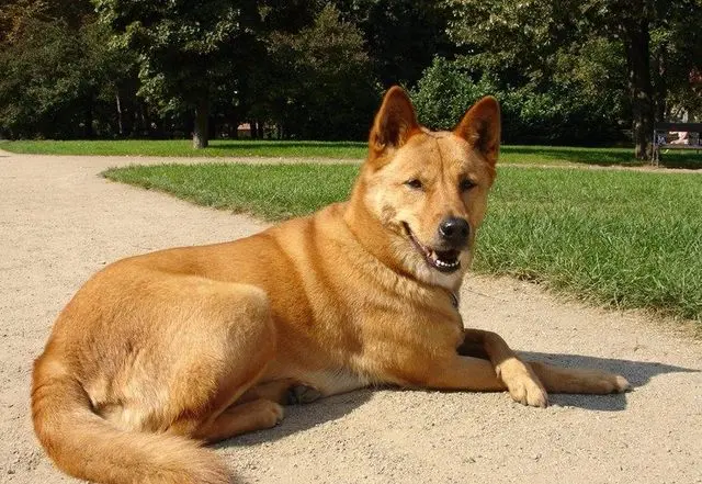 十大冷门犬种 哔哩哔哩