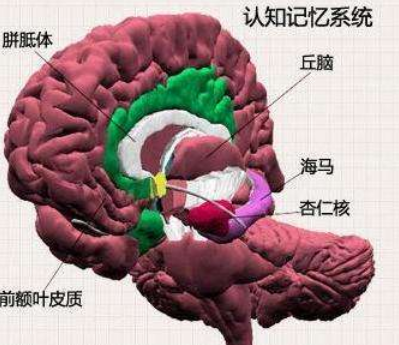 我们的大脑,你了解多少?(一)