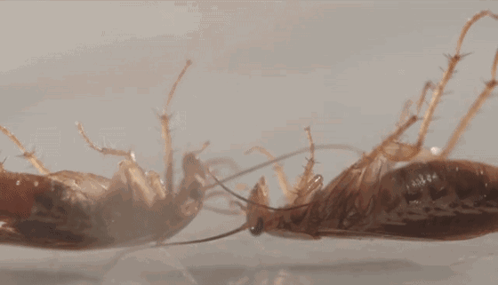 560_321gif 动态图 动图