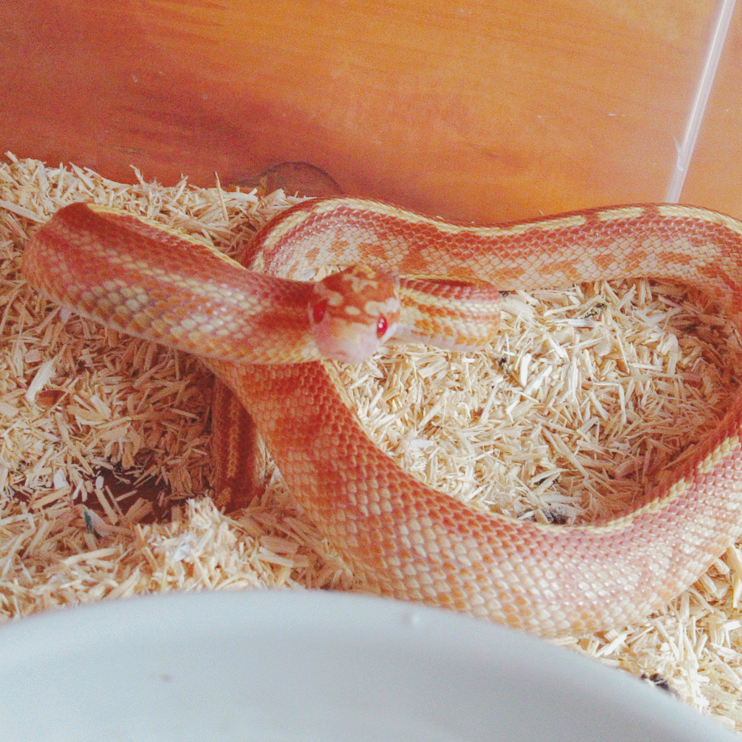 【玉米蛇】沙田日常