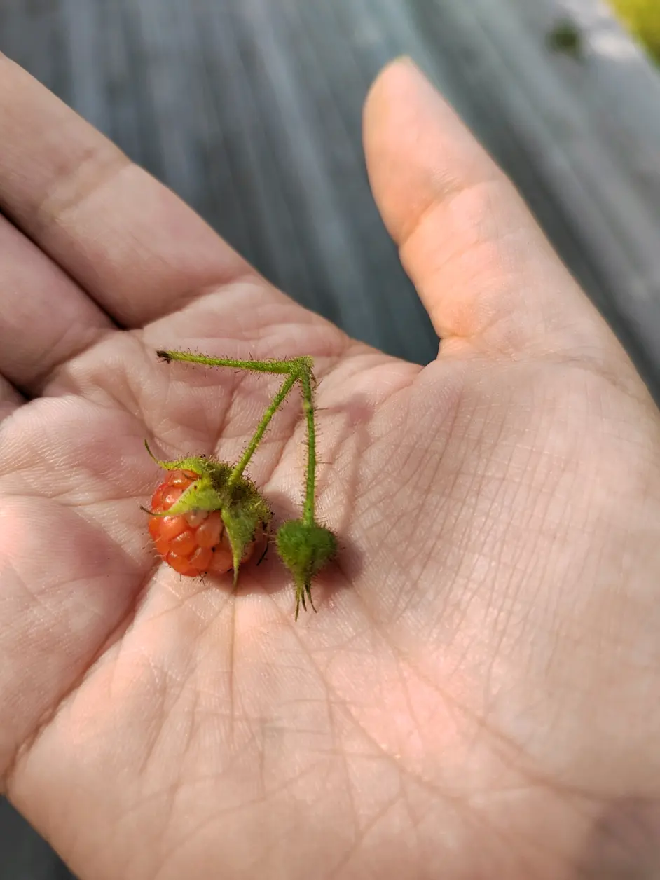 草莓菇危害森林图片图片