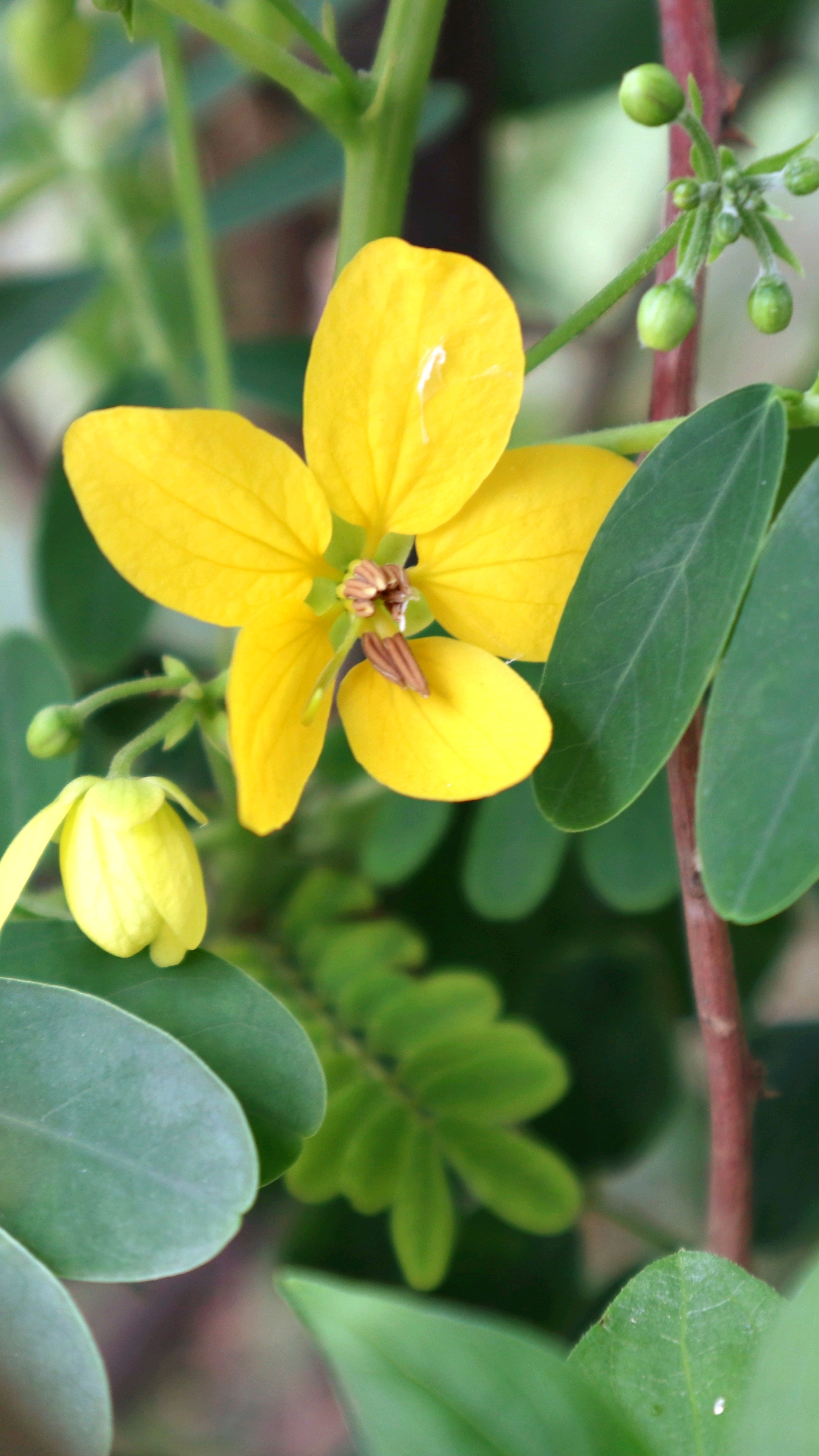 植物志——黄槐决明