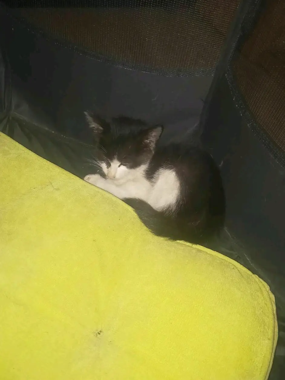 捡到猫的时候，它的样子。(这还是洗过澡的状态，那跳蚤密密麻麻那气味 