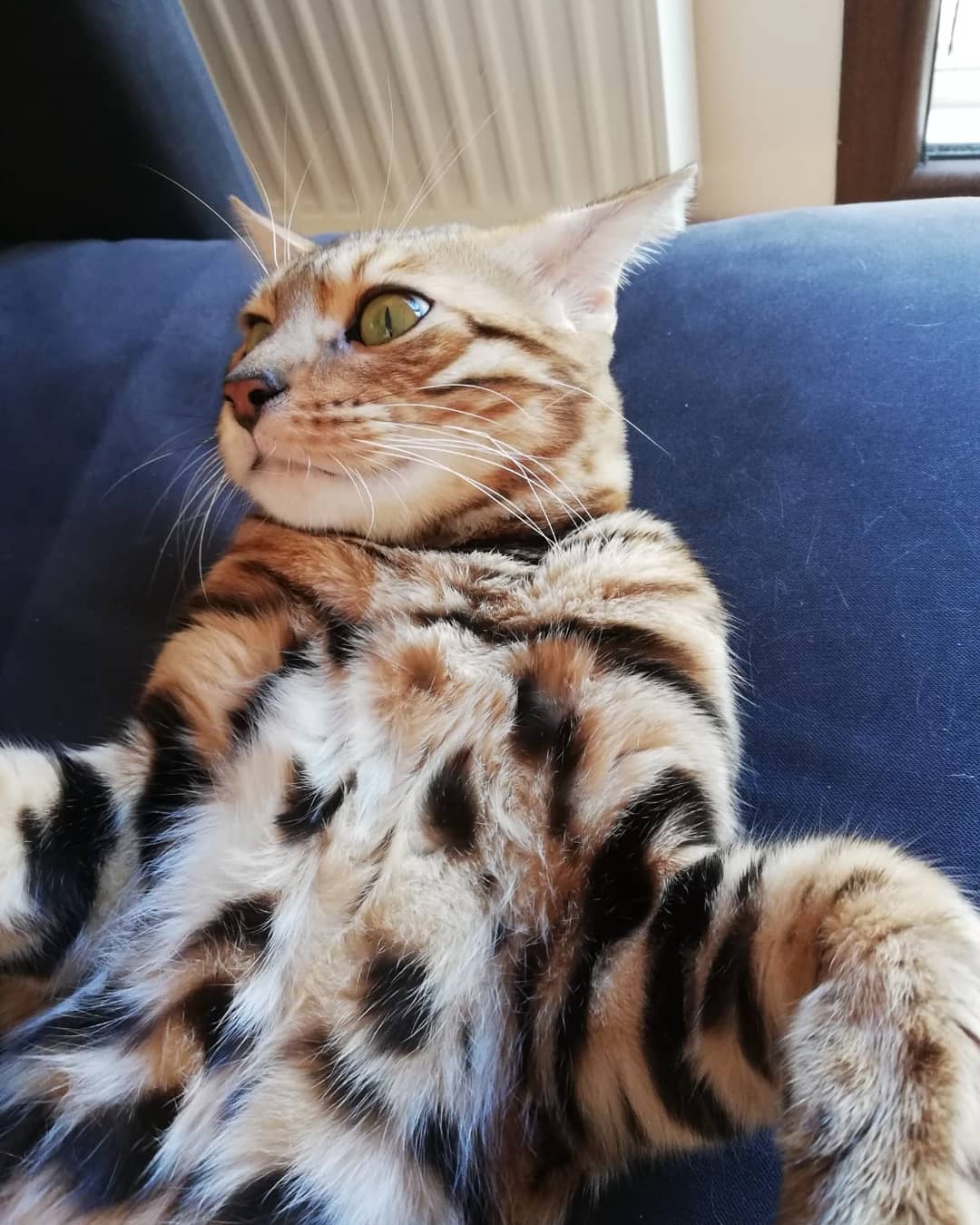 猫咪不听话打一顿就好了?猫不是人,就算教育也