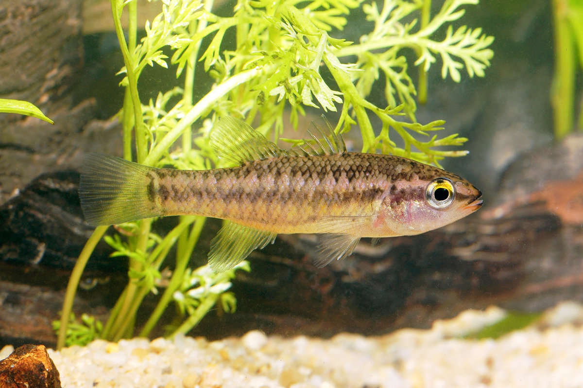 南半球的鲈鱼真鲈科物种总览