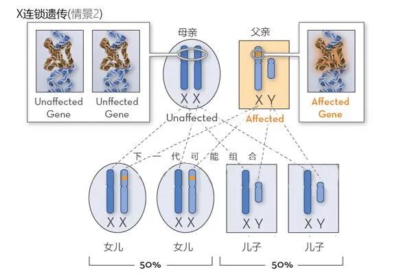 红绿色盲携带者,可以做三代试管婴儿避免遗传吗?
