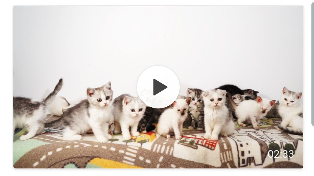 在线打脸死了两只猫还在买后院的千万粉丝网红花花与三猫一