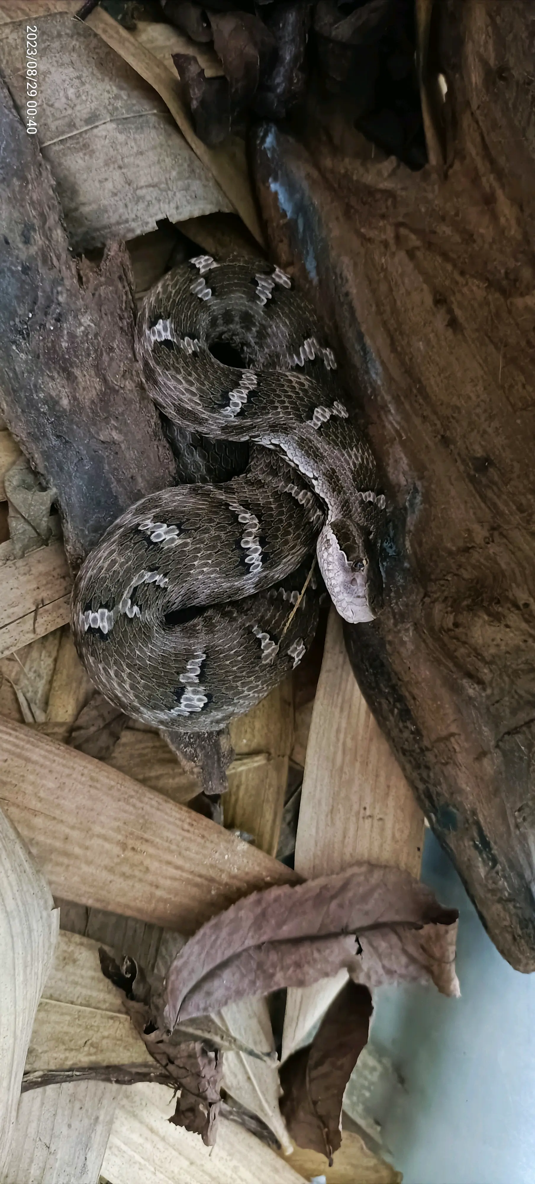 长岛蝮饲养记录