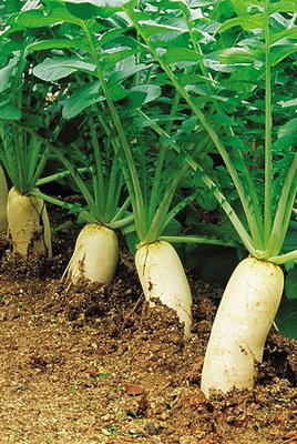 白萝卜功效与作用