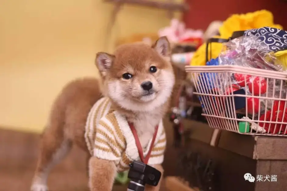 卖家说豆柴就是豆柴吗 豆柴到底该怎么判定 哔哩哔哩