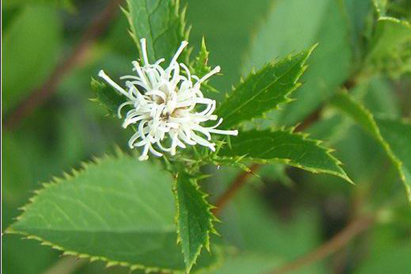农博金草苍术种植 让人一见倾心不容错过