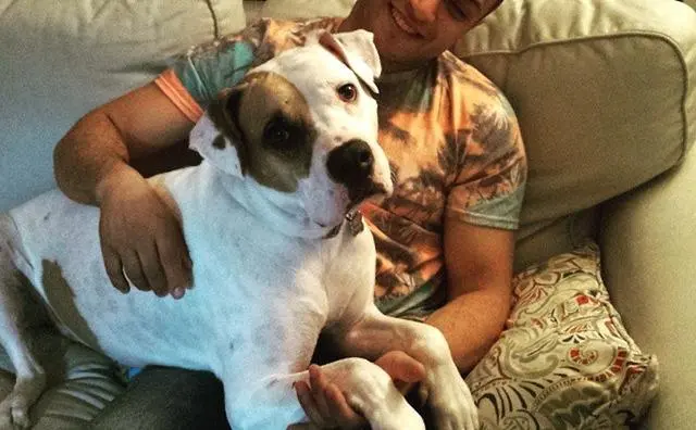 美国斗牛犬 我们把狗狗列为禁养犬 美国多所大学却将它当吉祥物 哔哩哔哩