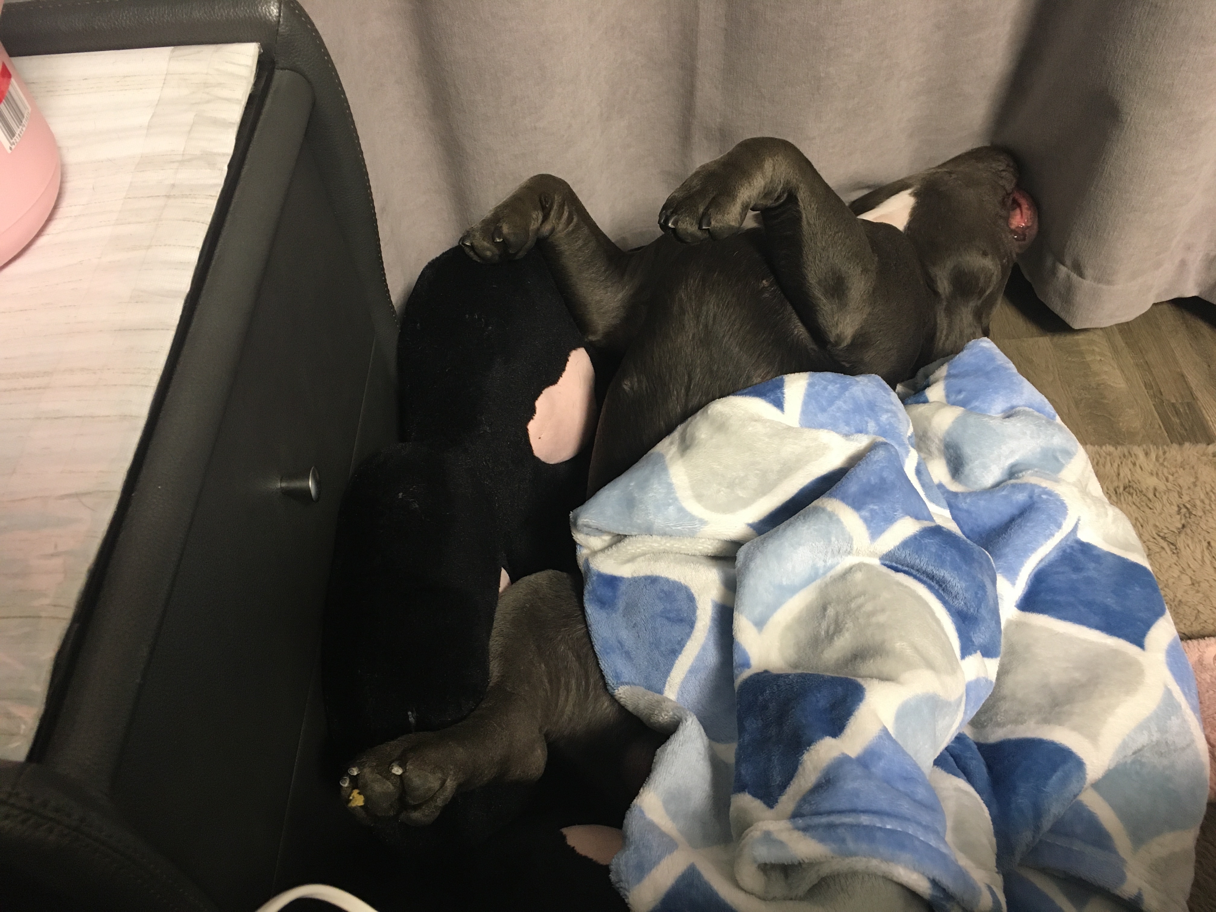 记录家里小恶霸丢丢的妖娆睡姿