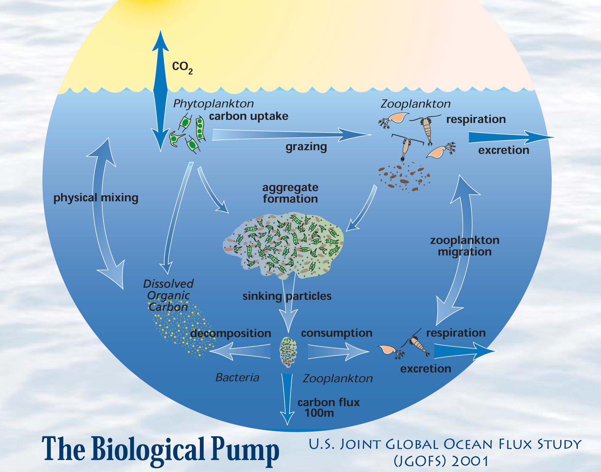 APES2014FRQ4 Carbon Cycle 