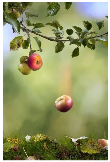 这里我们不讨论故事的真伪,就单纯地分析一下 苹果下落这个过程.