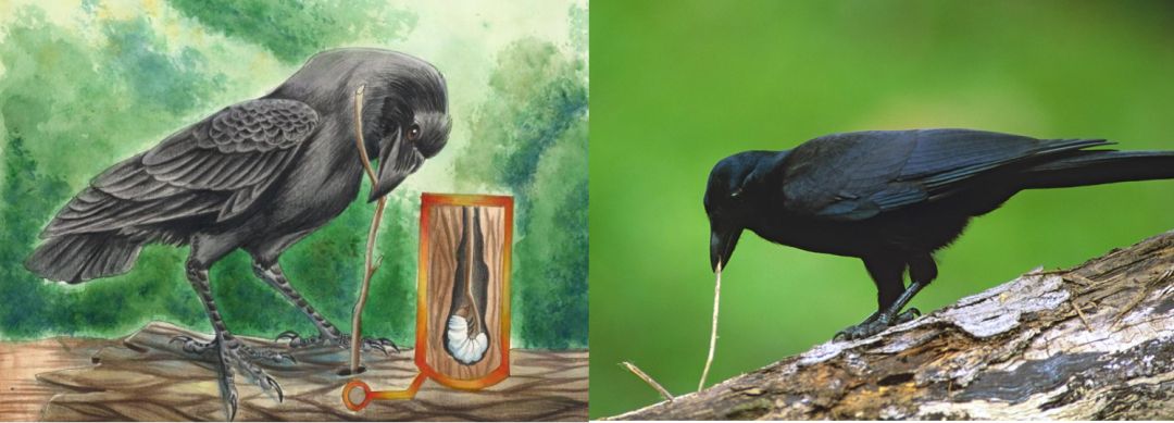 聪明的乌鸦不仅会南南东还会密室逃脱