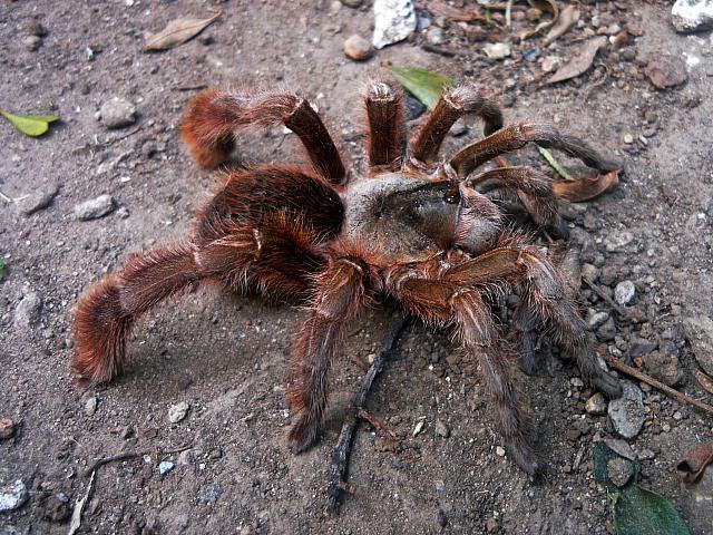 cotztetlana 墨西哥粗腿家族