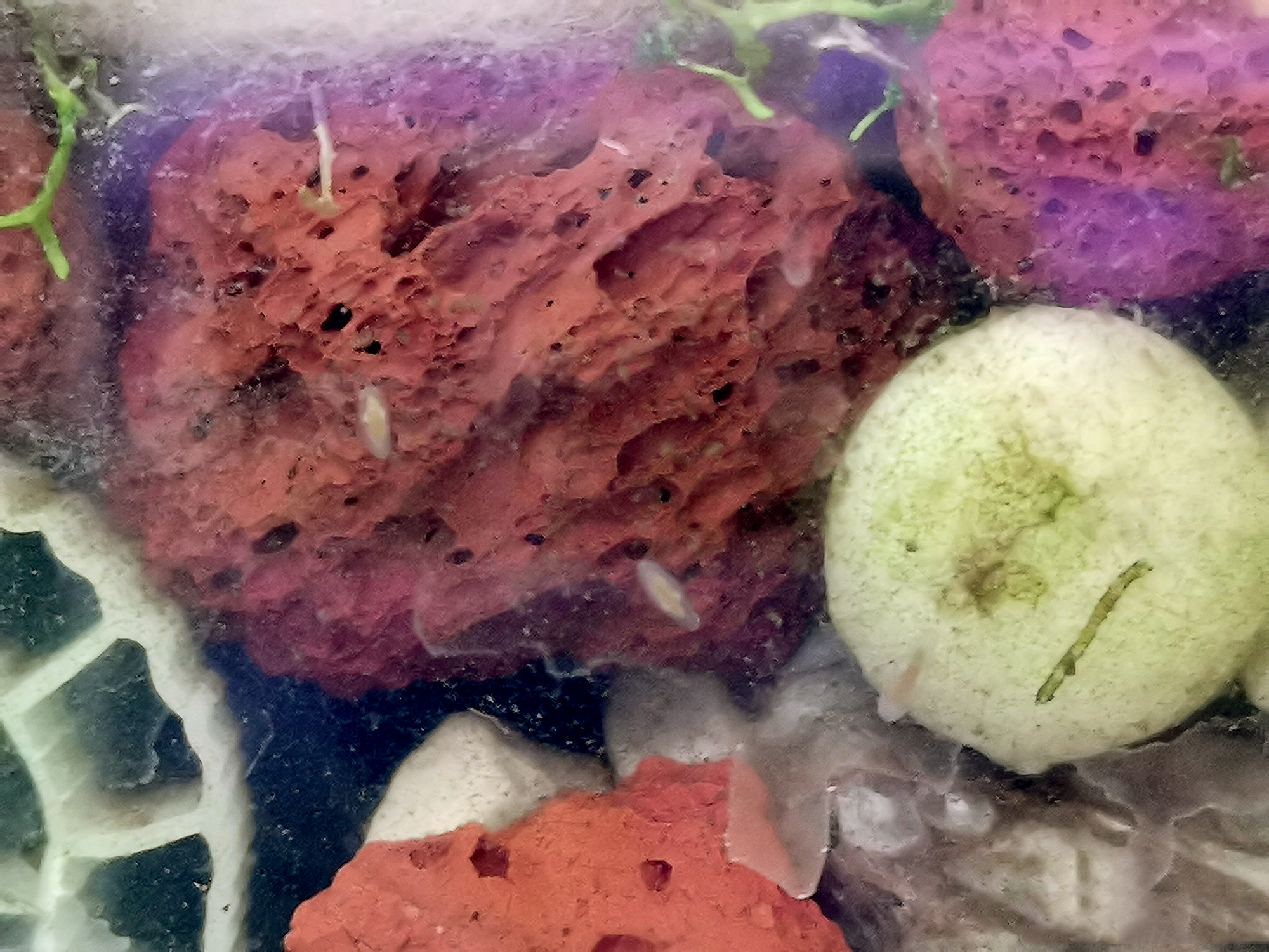 鱼缸里生涡虫,比蛋白虫难缠,谁治得了它