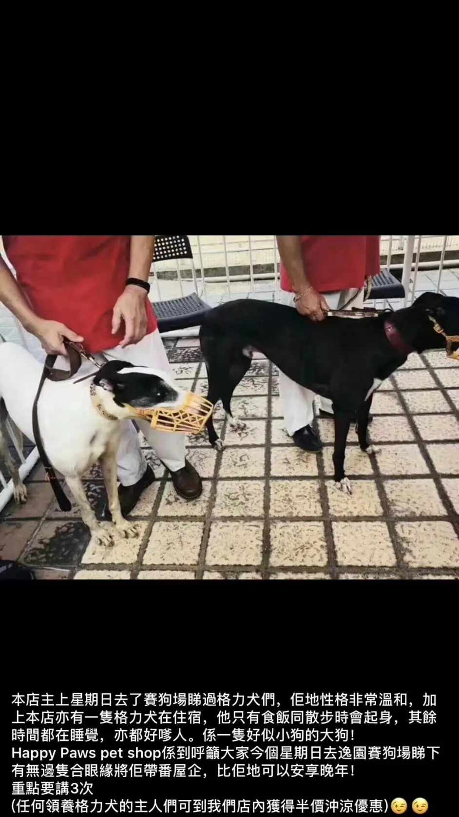 不要让这些格力犬死的比流浪狗还惨 哔哩哔哩