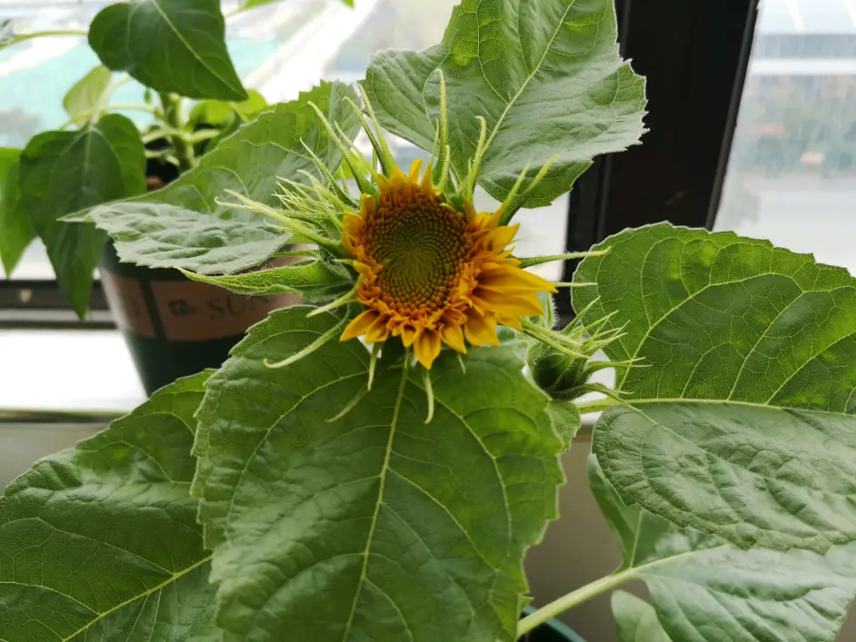 向日葵的一生 品种 玩具熊 从发芽到花开 哔哩哔哩