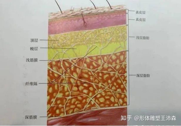 人体皮下结构组织