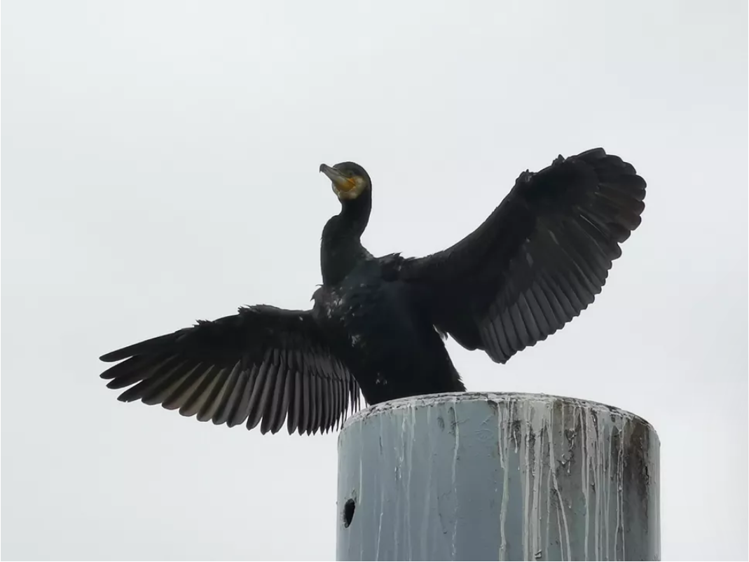 华为P30 Pro对比三星S10+ 拍照:各有优势