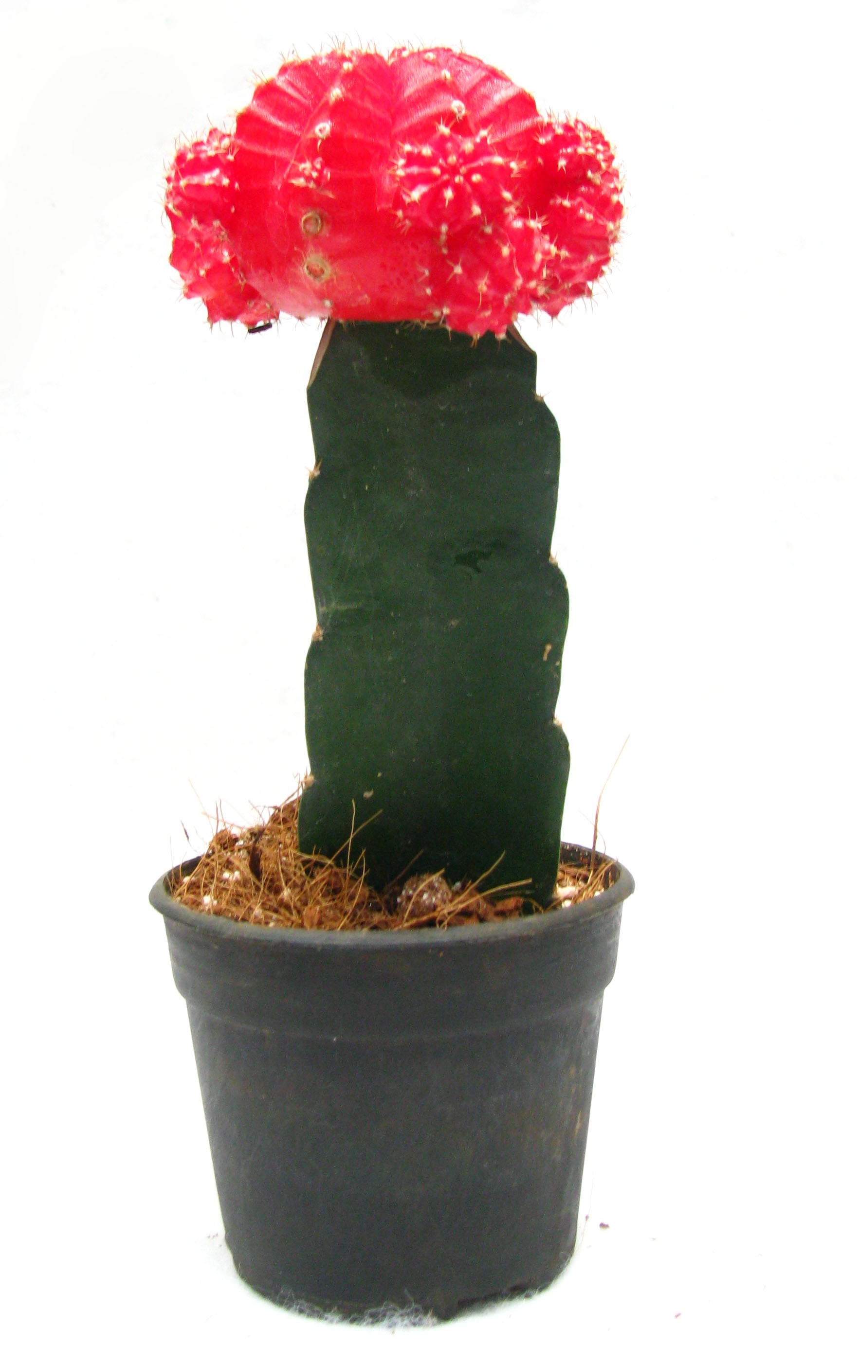 扦插在三棱柱身上的某红色仙人掌,因为不能进行光合作用所以只能以