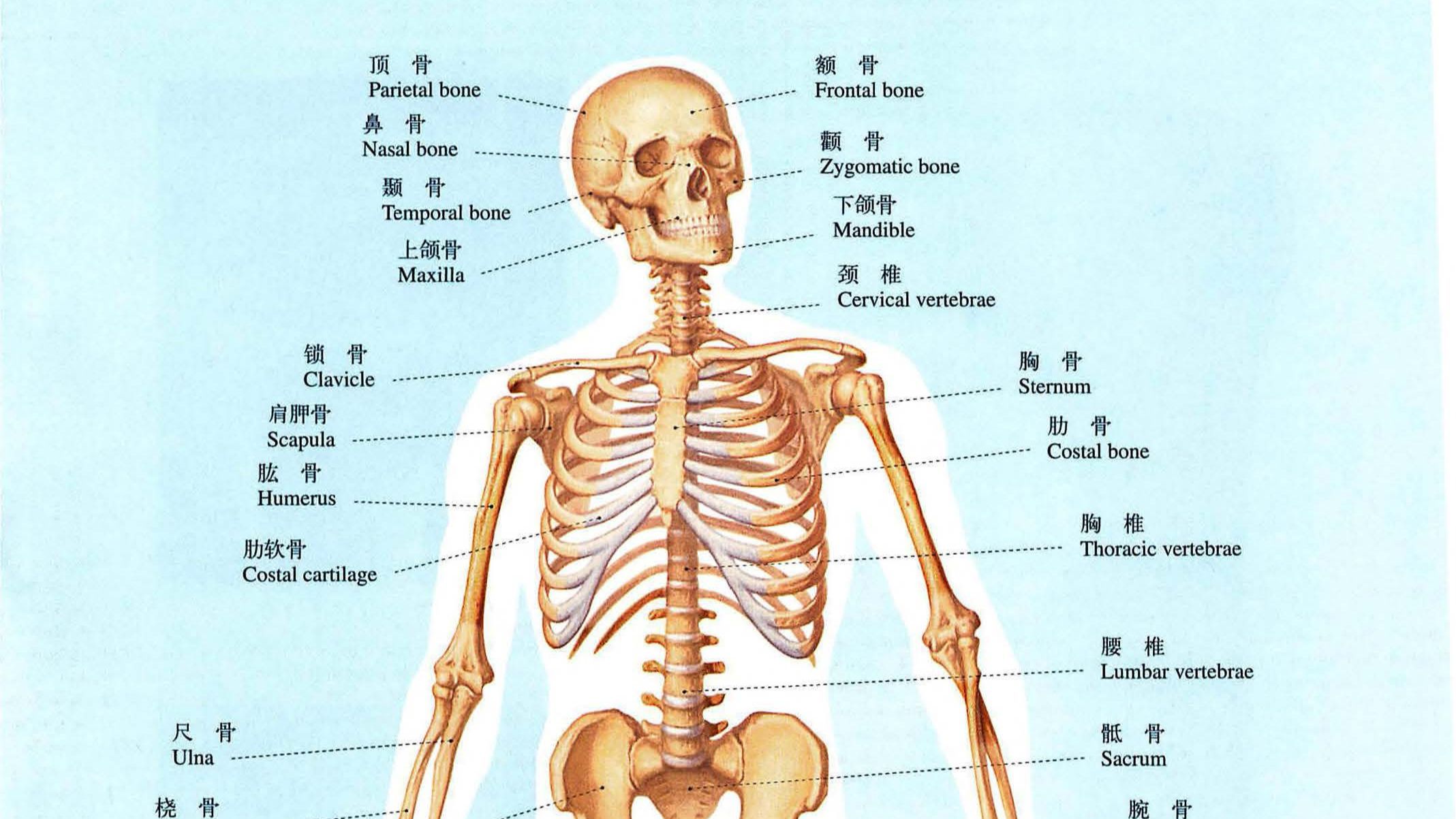 骨骼构造英文学习| 骨骺英文怎么说? - 哔哩哔哩