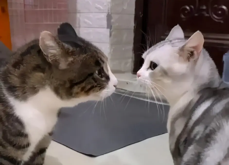 美短猫跟狸花猫很像 但是美短猫更值得饲养 哔哩哔哩