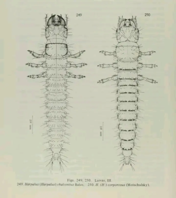 有关婪步甲幼虫的资料 - 哔哩哔哩