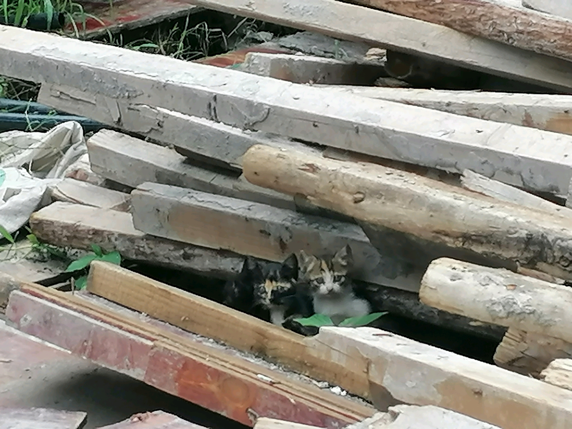 在工地里面发现了一窝猫