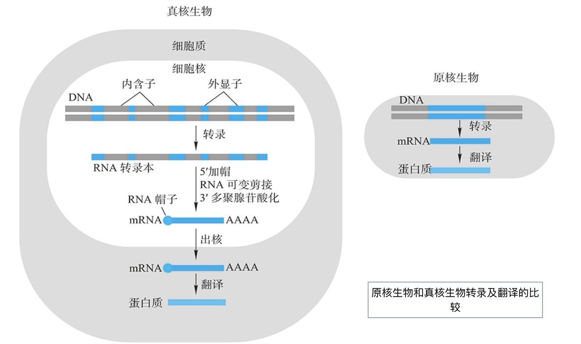 分子生物学-3_DNA到RNA - 哔哩哔哩