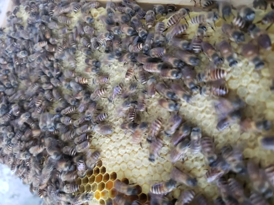 子脾是蜜蜂王国的未来 哔哩哔哩